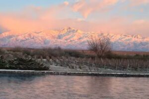 The Vines Resort & Spa