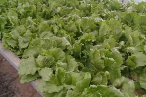 Tierra De Sueños Casilda