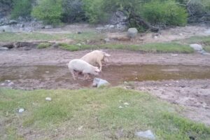 Totoral De Las Sierras