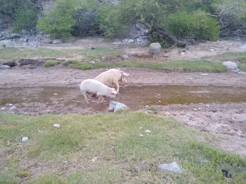 Totoral De Las Sierras