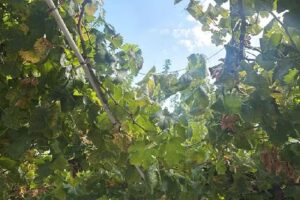 Viña Nueva – Cafayate