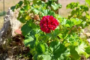 Zona Huarpe Casa de Hospedaje